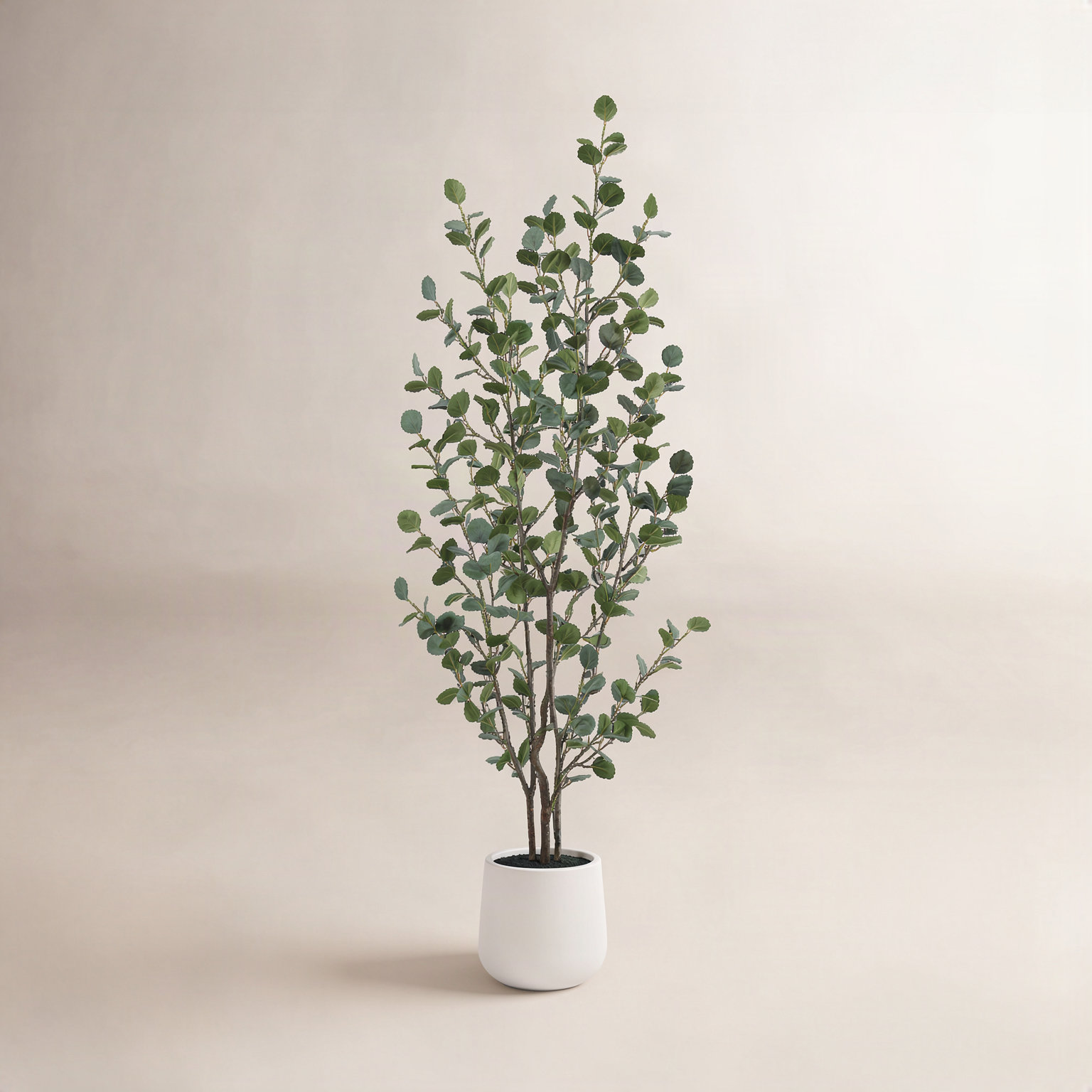 AllModern Adalia Eucalyptus Tree in Pot & Reviews | AllModern
